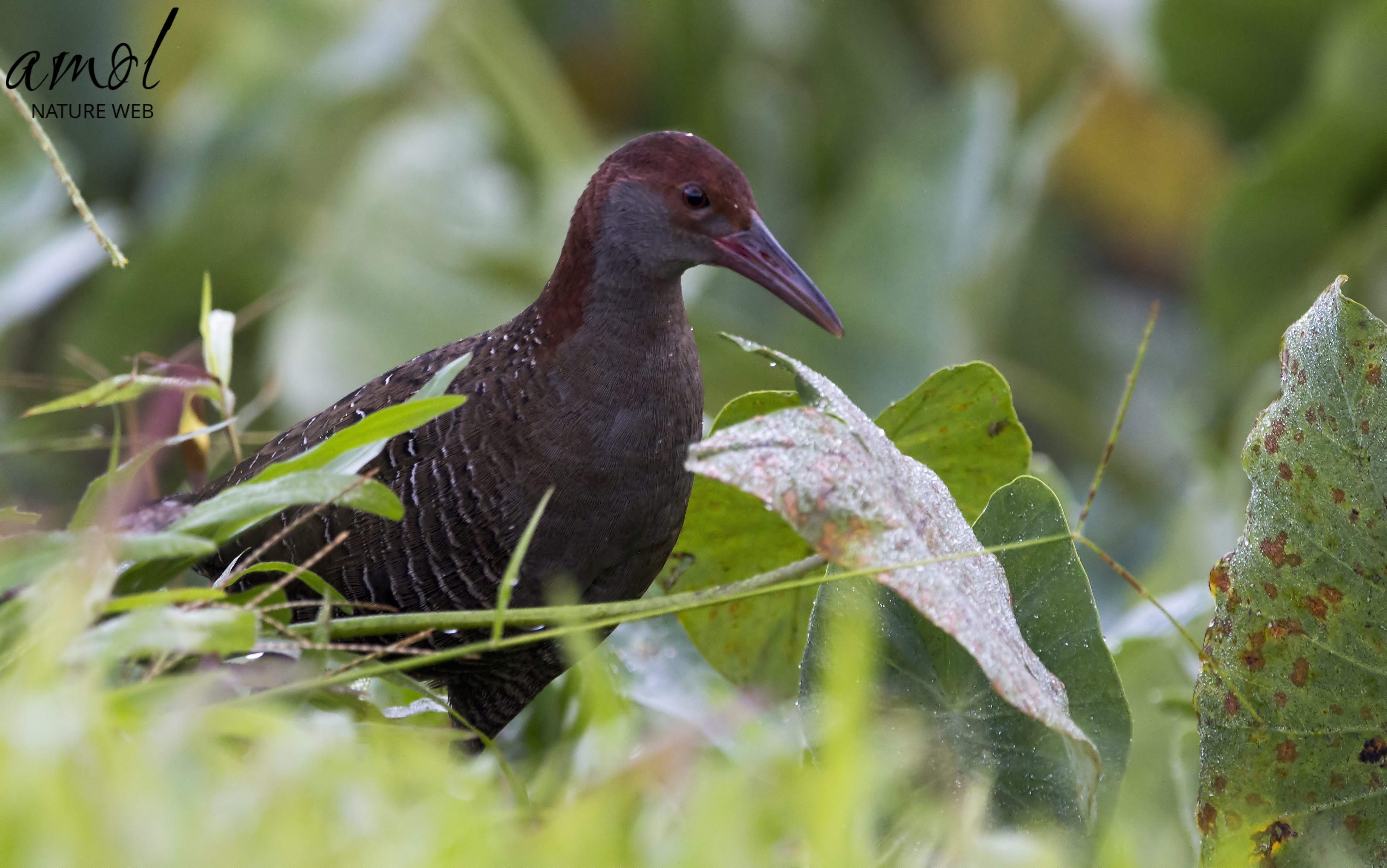 Slaty-breasted Rail